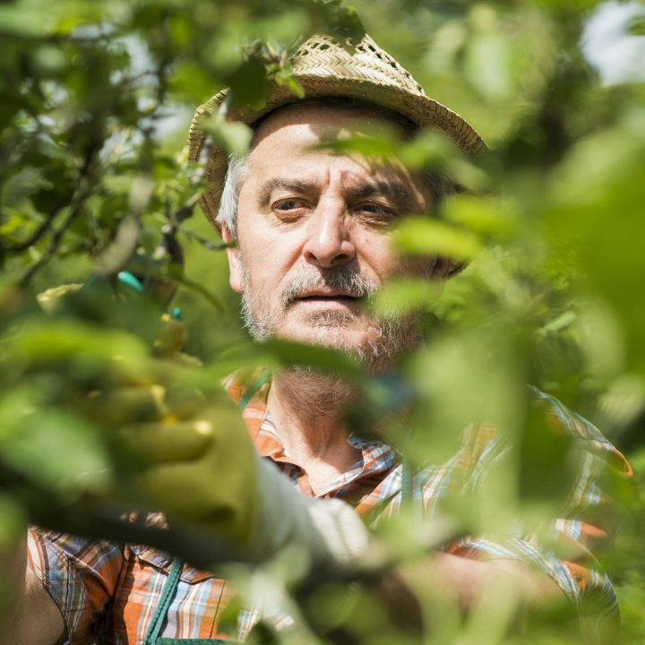 Germany, Hesse, Lampertheim, portrait of senior gardener at work Germany, Hesse, Lampertheim, portrait of senior gardener at work
